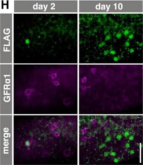 Detection of Mouse GFR alpha-1/GDNF R alpha-1 by Immunocytochemistry/ Immunofluorescence