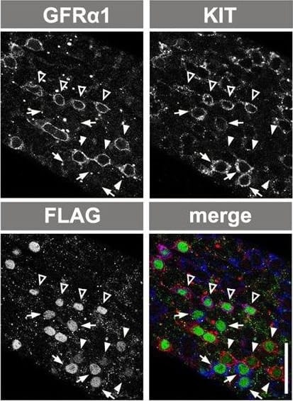 Detection of Mouse GFR alpha-1/GDNF R alpha-1 by Immunocytochemistry/ Immunofluorescence