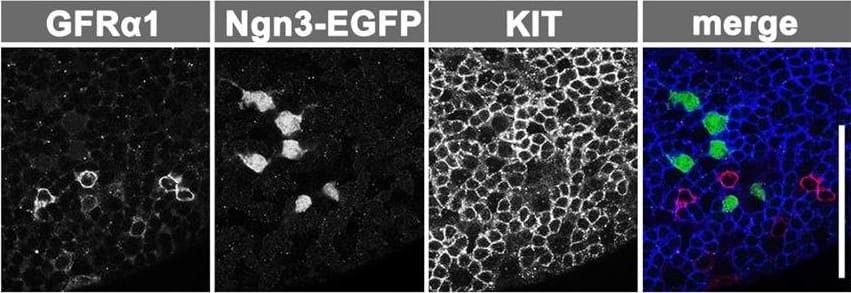 Detection of Mouse GFR alpha-1/GDNF R alpha-1 by Immunocytochemistry/ Immunofluorescence