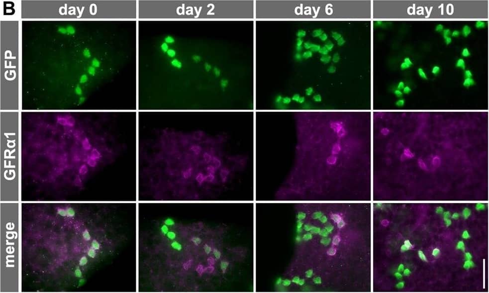 Detection of Mouse GFR alpha-1/GDNF R alpha-1 by Immunocytochemistry/ Immunofluorescence