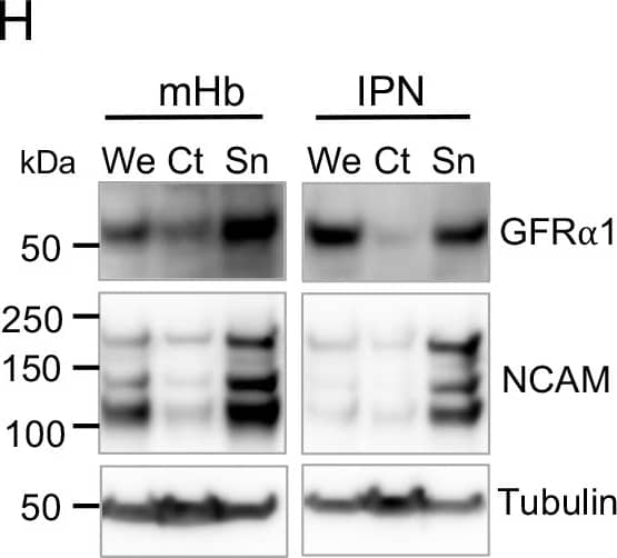 Detection of Mouse GFR alpha-1/GDNF R alpha-1 by Western Blot