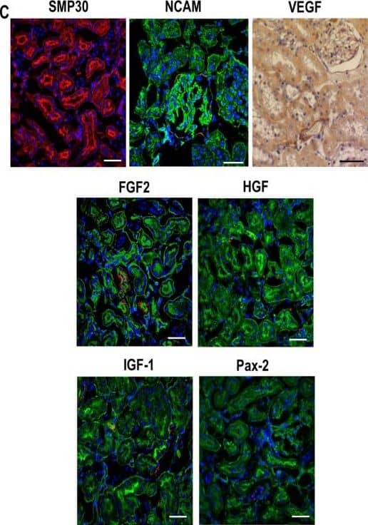 Detection of Porcine VEGF by Immunocytochemistry/ Immunofluorescence