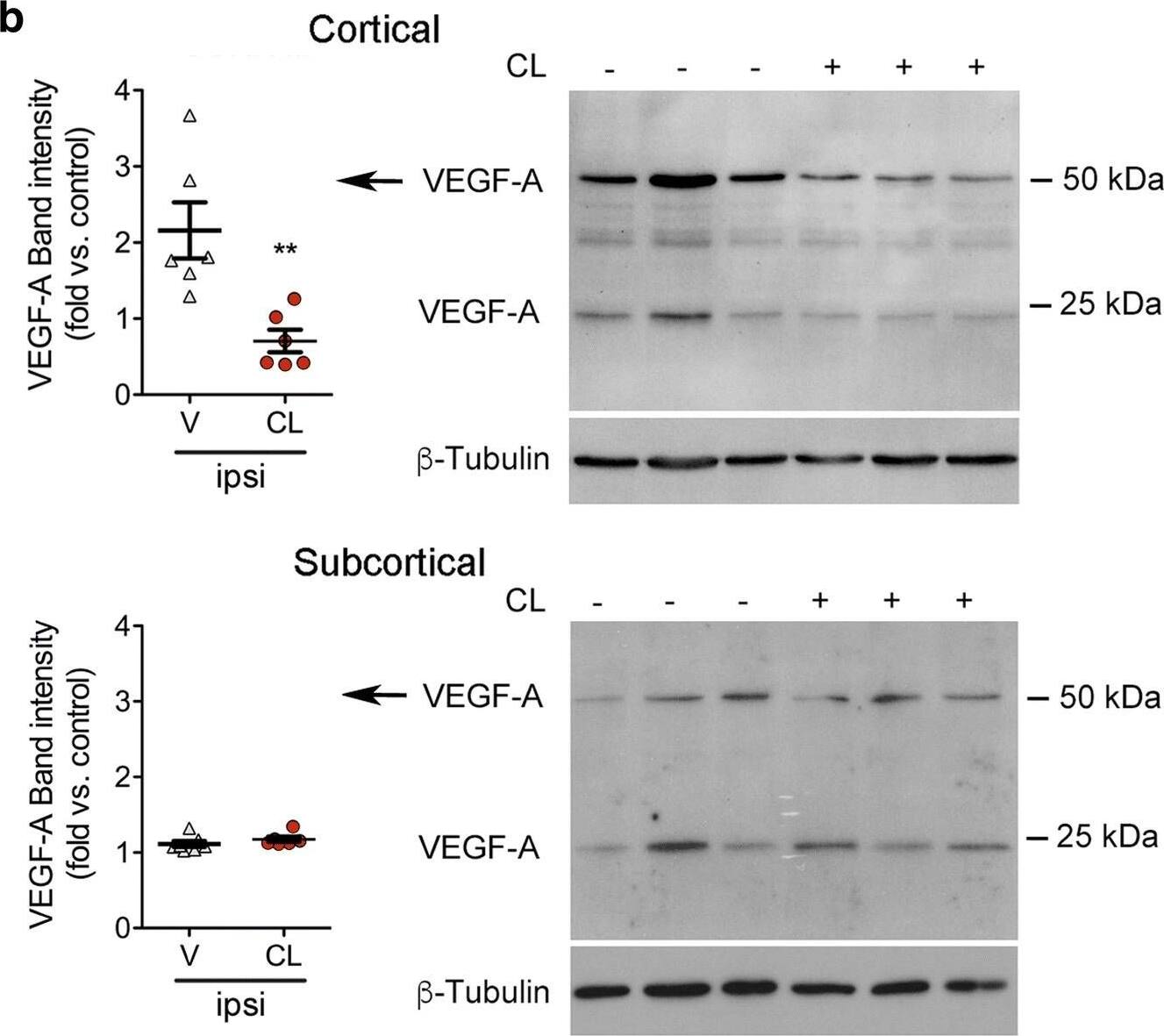 Detection of Porcine VEGF by Western Blot