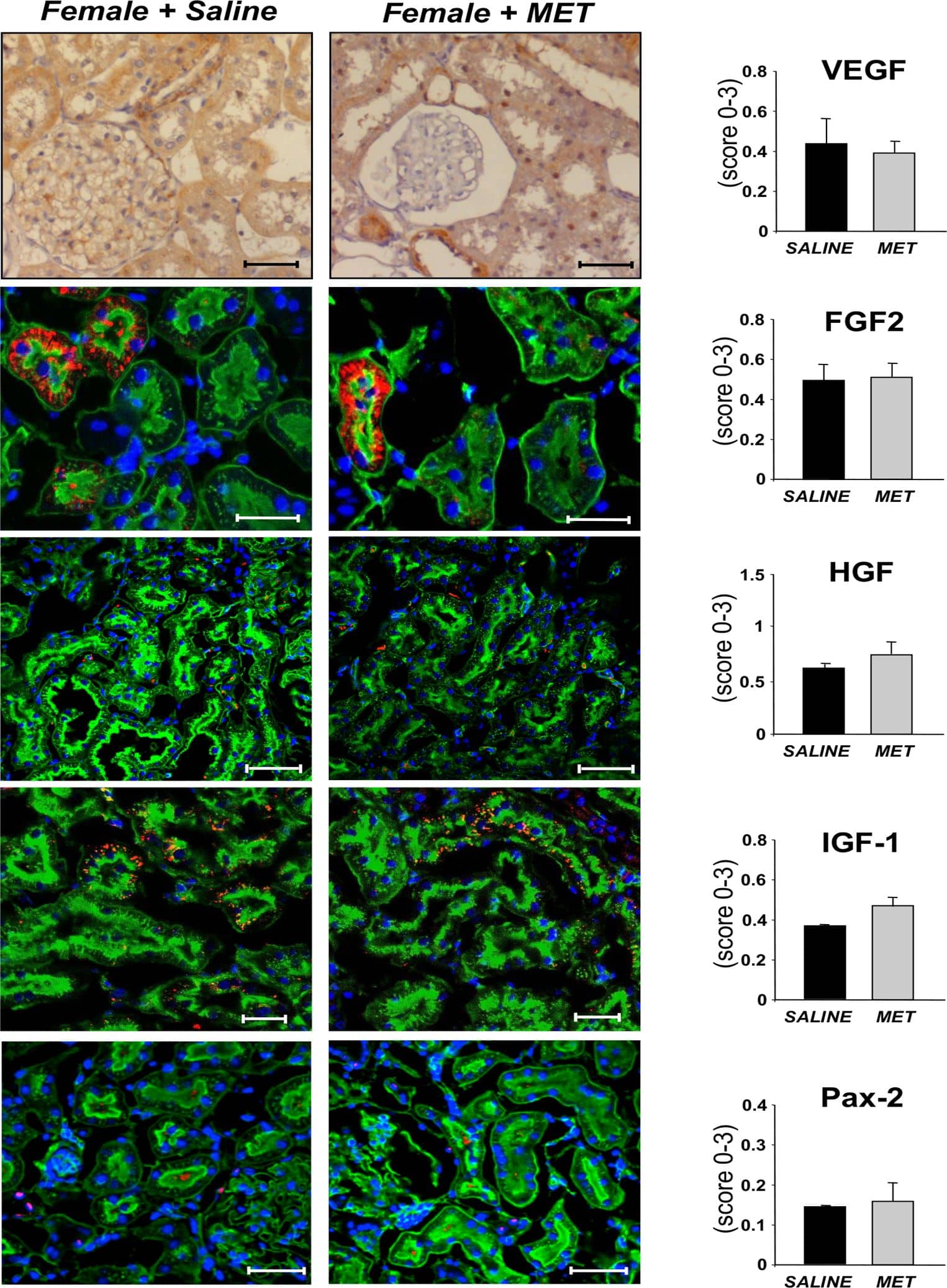 Detection of Porcine VEGF by Immunohistochemistry