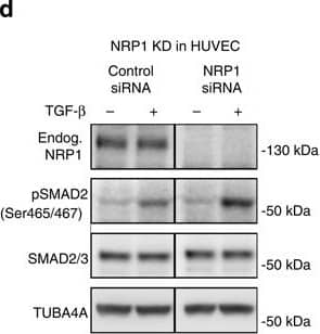 Detection of Mouse Neuropilin-1 by Western Blot