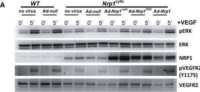 Detection of Neuropilin-1 by Western Blot