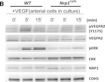 Detection of Neuropilin-1 by Western Blot