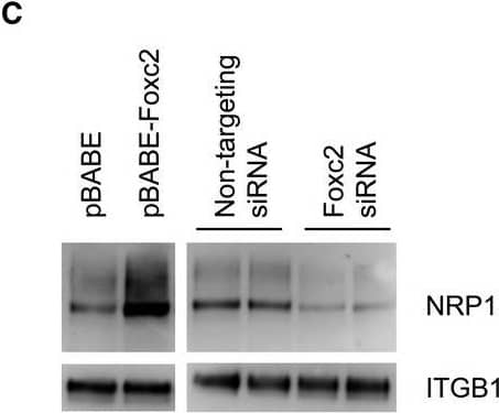 Detection of Mouse Neuropilin-1 by Western Blot