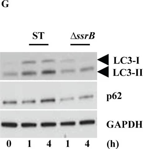 Detection of Mouse Human/Mouse/Rat GAPDH Antibody by Western Blot