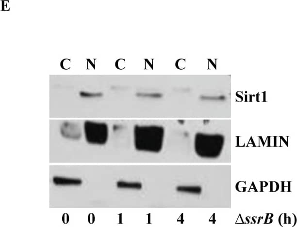 Detection of Mouse Human/Mouse/Rat GAPDH Antibody by Western Blot