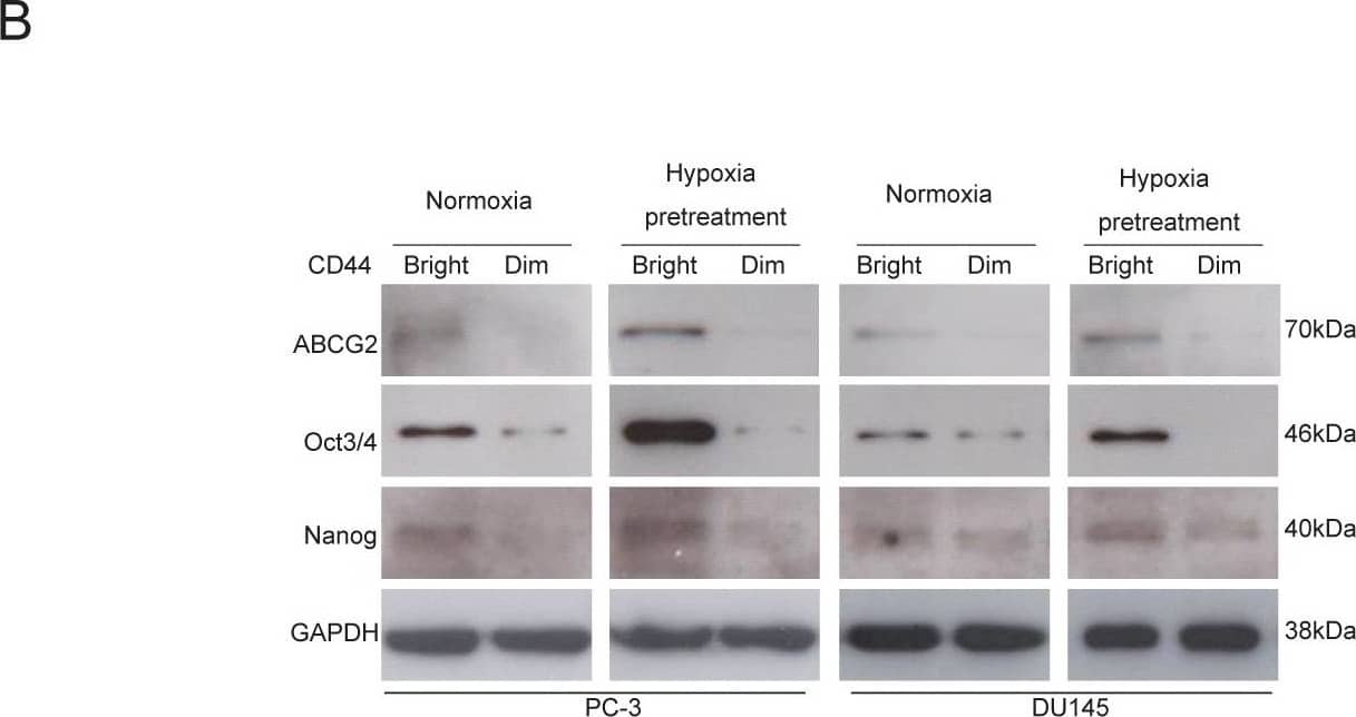 Detection of GAPDH by Western Blot