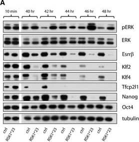 Detection of TFCP2L1 by Western Blot