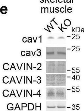 Detection of SDPR by Western Blot