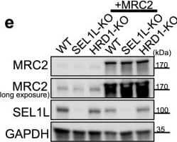 Detection of Mrc2 by Western Blot