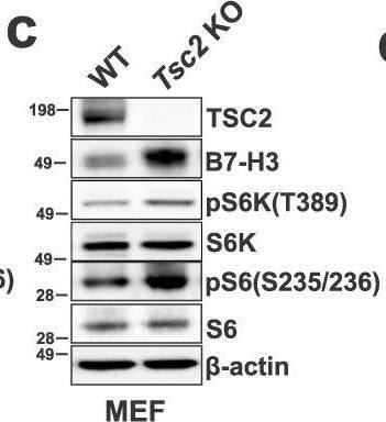 Detection of Mouse B7-H3 by Western Blot