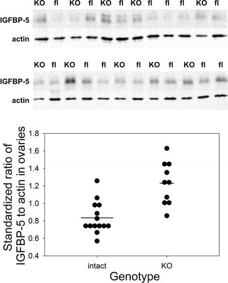 Detection of Mouse IGFBP-5 by Western Blot