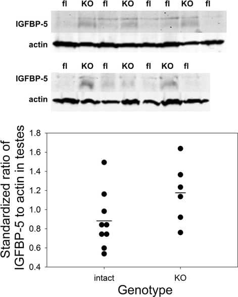 Detection of Mouse IGFBP-5 by Western Blot