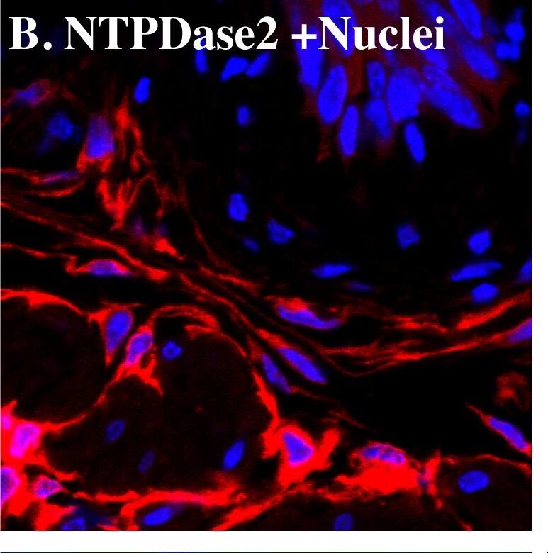 Detection of Mouse CD39L1/ENTPD2 by Immunocytochemistry/Immunofluorescence