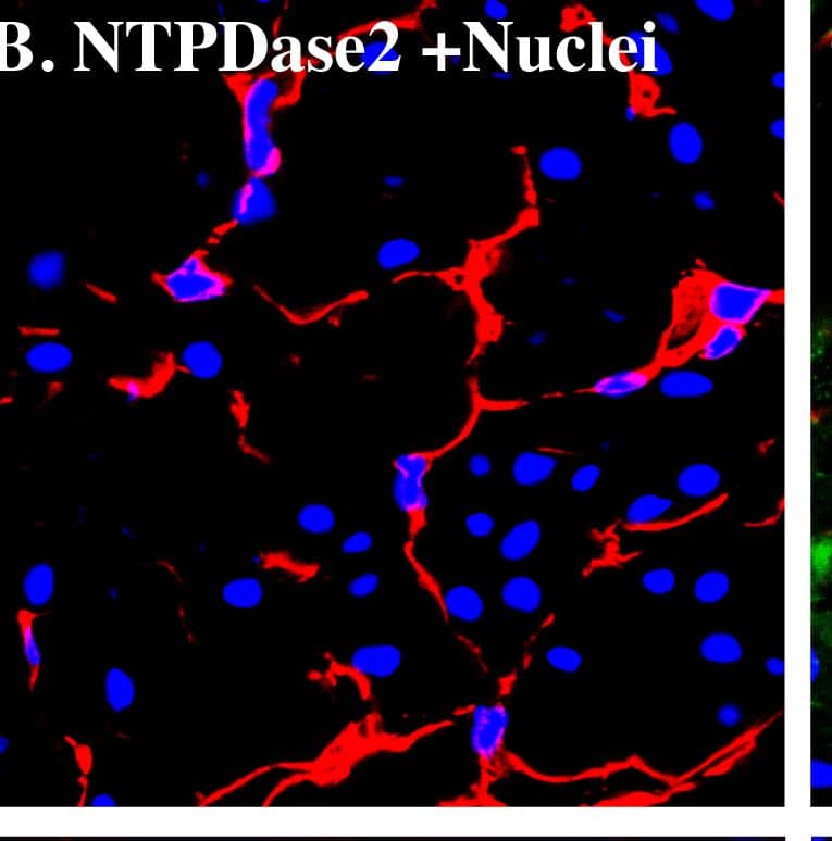 Detection of Mouse CD39L1/ENTPD2 by Immunocytochemistry/Immunofluorescence