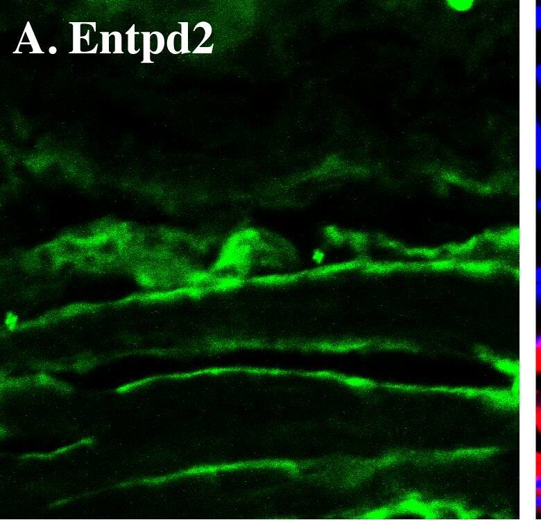 Detection of Mouse CD39L1/ENTPD2 by Immunocytochemistry/Immunofluorescence