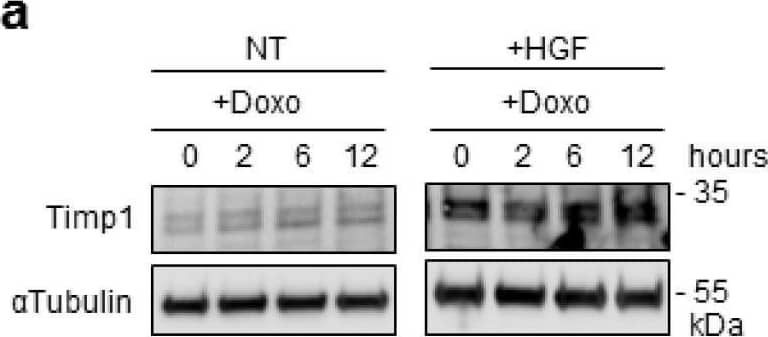 Detection of Rat TIMP-1 by Western Blot
