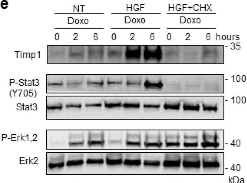 Detection of Rat TIMP-1 by Western Blot