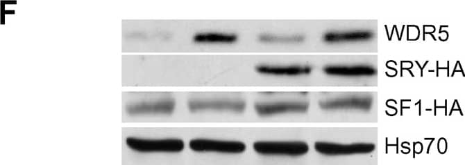 Detection of Human WDR5 by Western Blot