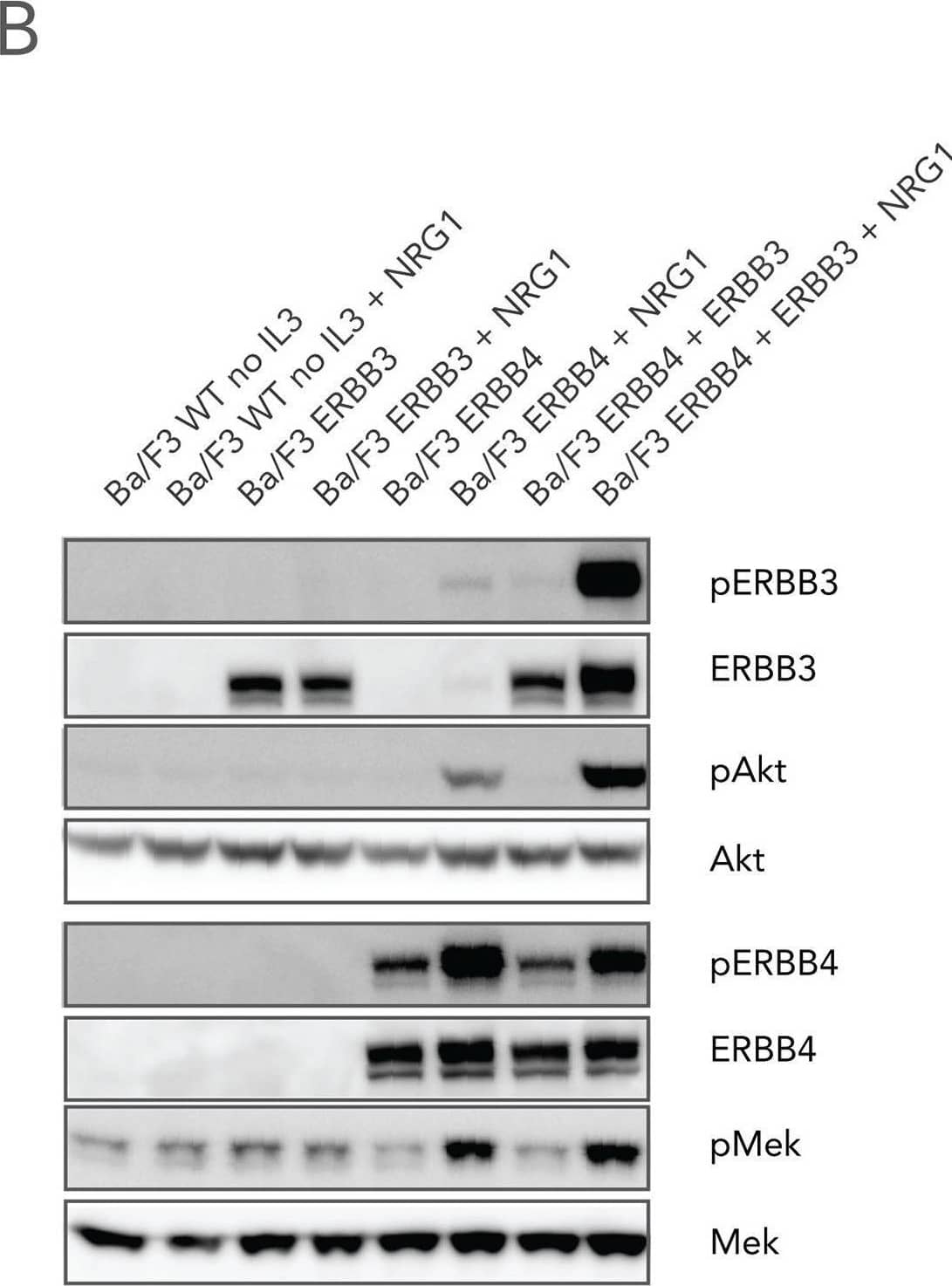 Detection of Phospho-ErbB3/Her3 (Y1262) by Western Blot