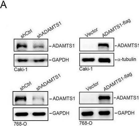 Detection of ADAMTS1 by Western Blot