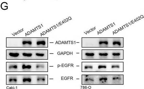 Detection of ADAMTS1 by Western Blot
