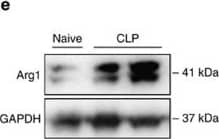 Detection of Mouse Arginase 1/ARG1/liver Arginase by Western Blot