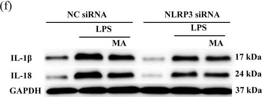 Detection of Porcine IL-18/IL-1F4 by Western Blot