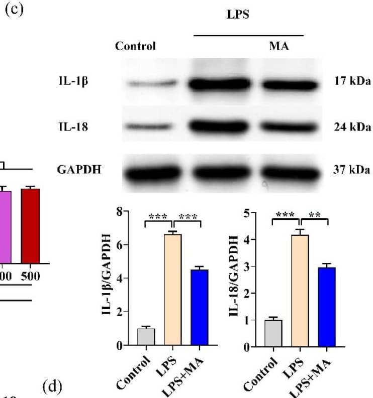 Detection of Porcine IL-18/IL-1F4 by Western Blot