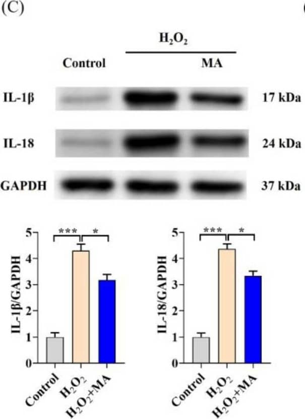 Detection of Porcine IL-18/IL-1F4 by Western Blot