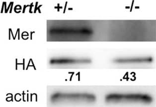 Detection of Mouse Mer by Western Blot