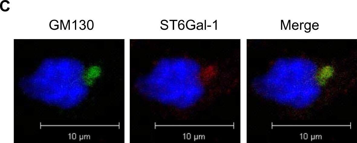 Detection of Human ST6 Gal Sialyltransferase 1/ST6GAL1/CD75 by Immunocytochemistry/Immunofluorescence