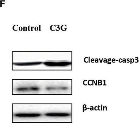 Detection of Mouse Cyclin B1 by Western Blot