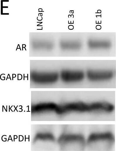 Detection of Human Human NKX3.1 Antibody by Western Blot