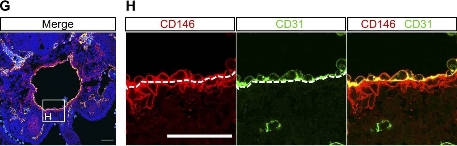 Detection of Mouse MCAM/CD146 by Immunocytochemistry/Immunofluorescence