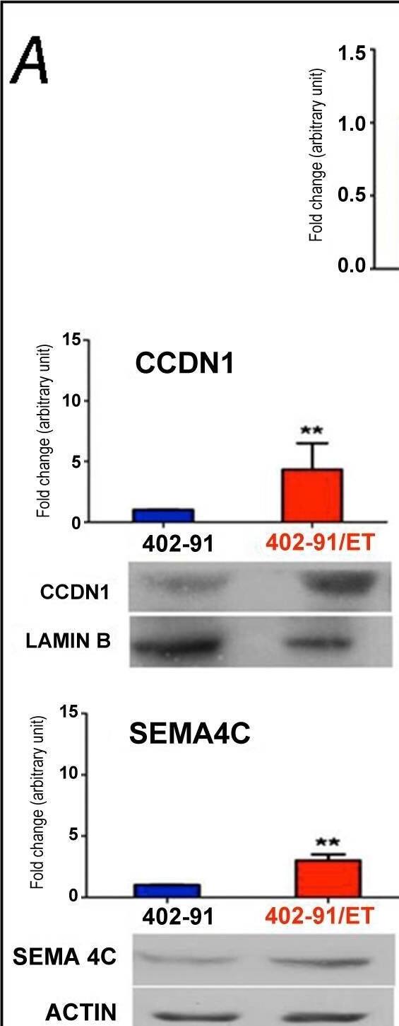 Detection of Semaphorin 4C by Western Blot