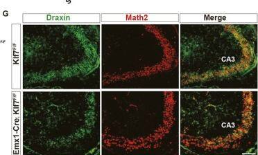 Detection of Draxin by Immunohistochemistry