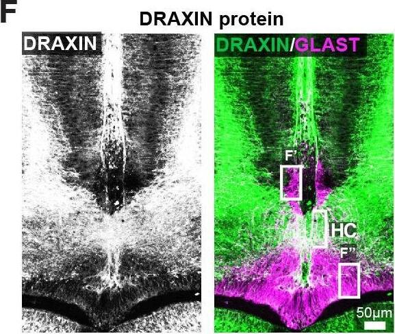 Detection of Mouse Draxin/C1orf187 by Immunohistochemistry