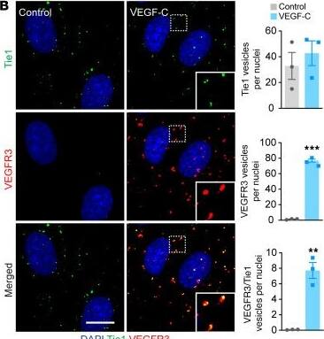 Detection of Tie-1 by Immunocytochemistry/ Immunofluorescence