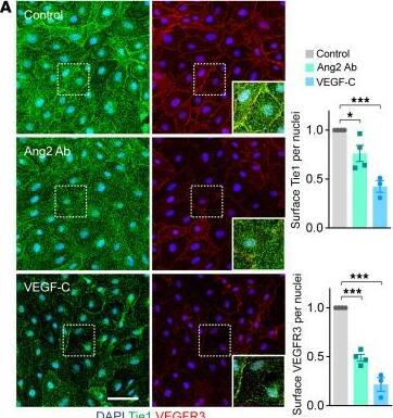 Detection of Tie-1 by Immunocytochemistry/ Immunofluorescence