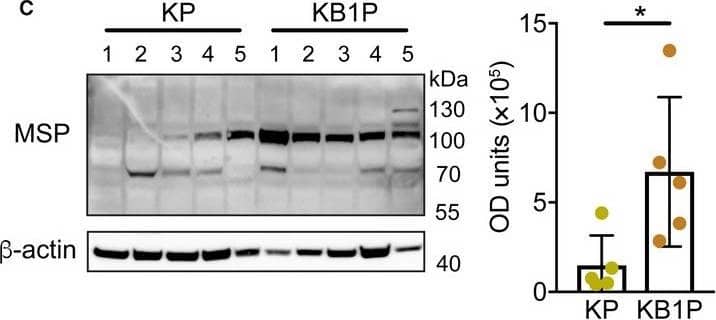 Detection of Mouse MSP/MST1 by Western Blot
