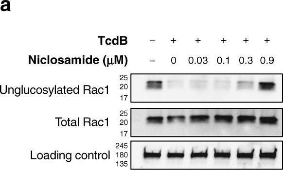 Detection of C. difficile Toxin B/TcdB by Western Blot