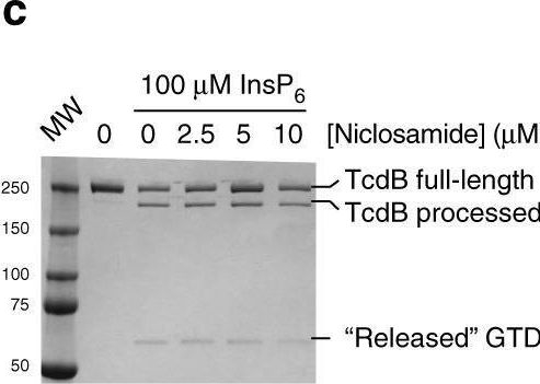 Detection of C. difficile Toxin B/TcdB by Western Blot