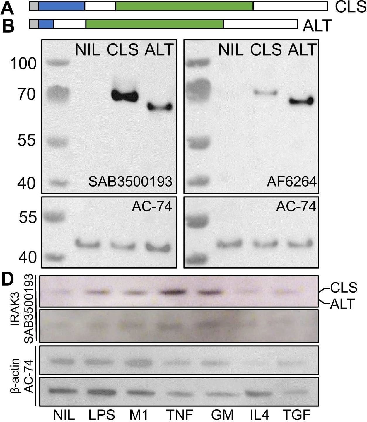 Detection of IRAK3 by Western Blot
