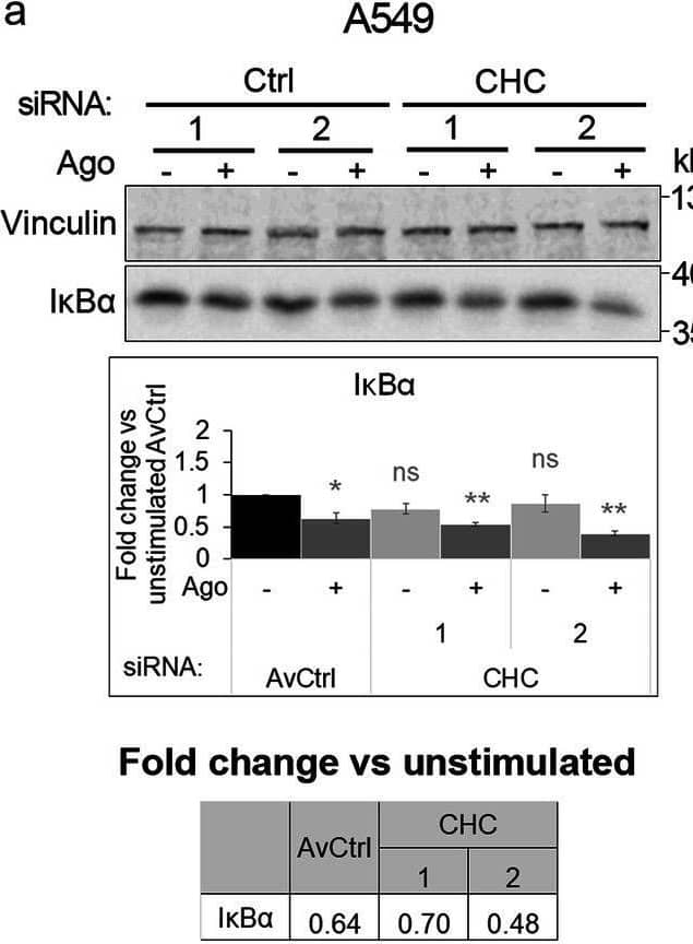 Detection of Lymphotoxin  betaR/TNFRSF3 by Western Blot