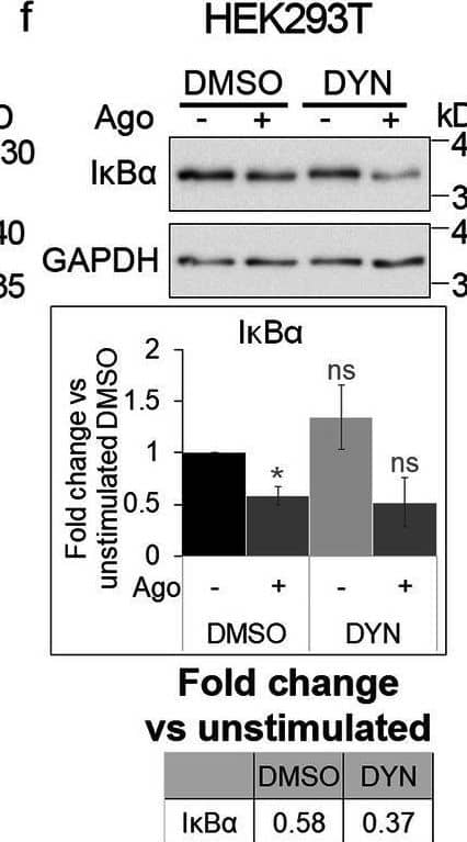 Detection of Lymphotoxin  betaR/TNFRSF3 by Western Blot